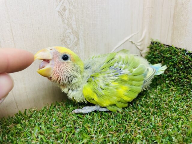 コザクラインコ（小桜インコ）