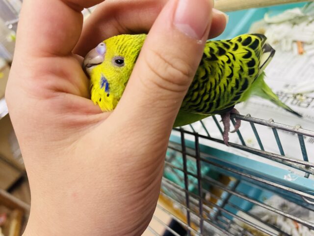 セキセイインコ