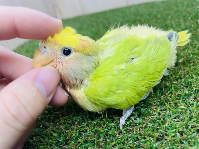 コザクラインコ（小桜インコ）