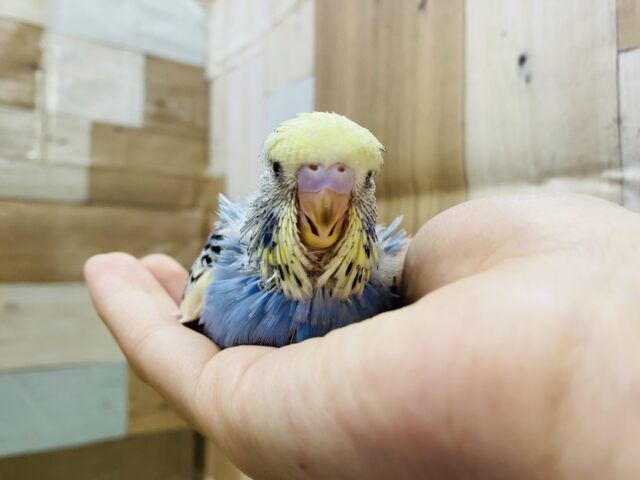 ジャンボセキセイインコ