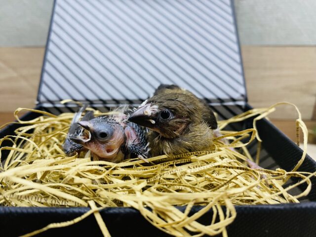 十姉妹（ジュウシマツ）