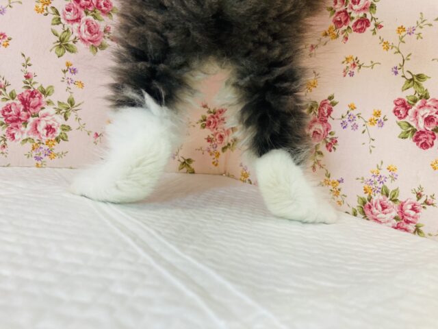 スコティッシュフォールド