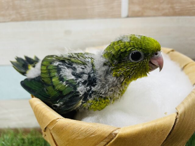 サザナミインコ