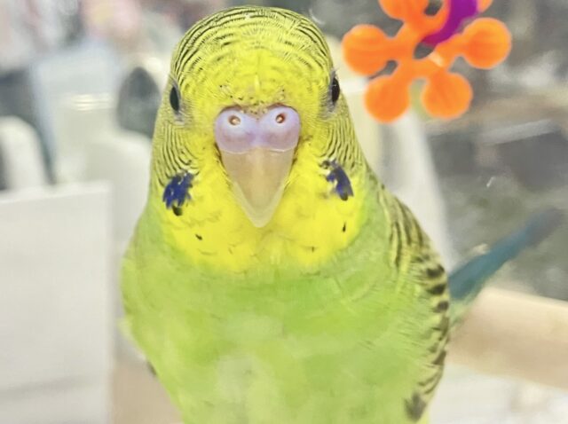 セキセイインコ