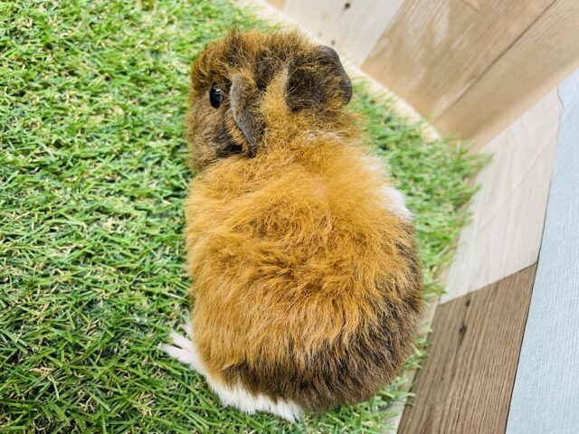 テッセルモルモット