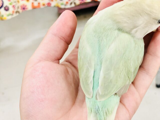 コザクラインコ（小桜インコ）