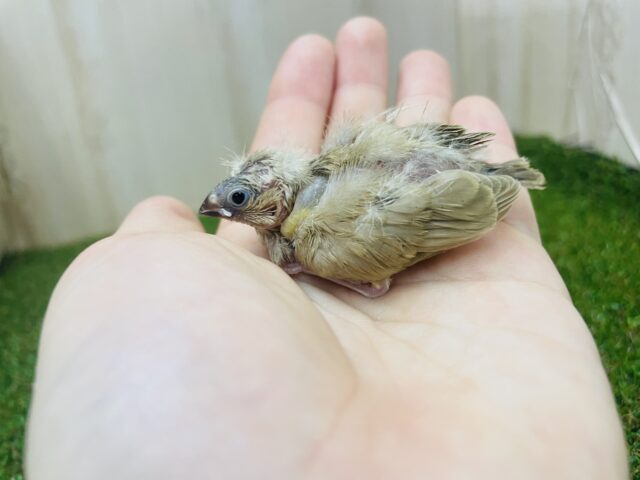 錦花鳥（キンカチョウ）