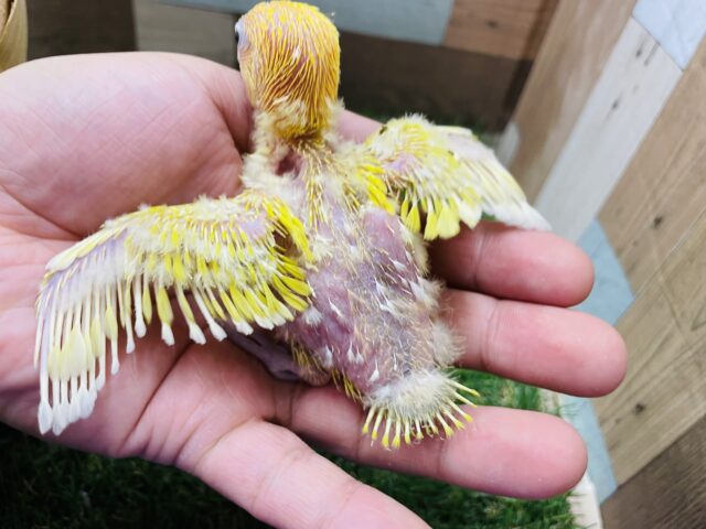 ヤマブキボタンインコ