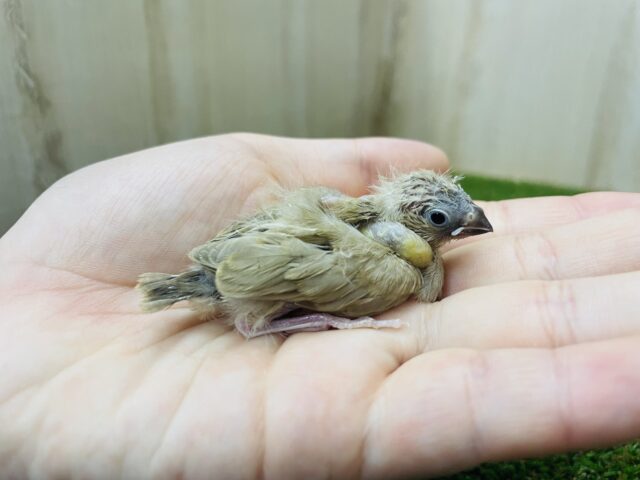 錦花鳥（キンカチョウ）