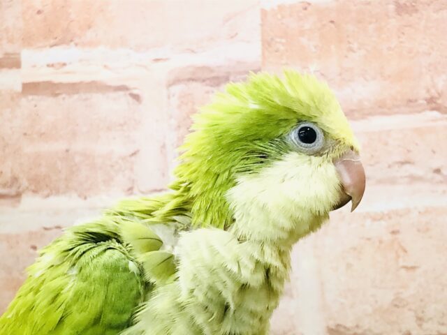 クリーミー抹茶カラー オキナインコ R5 8/2撮影 オキナインコ