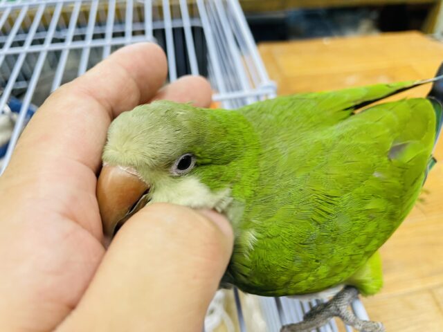 オキナインコ