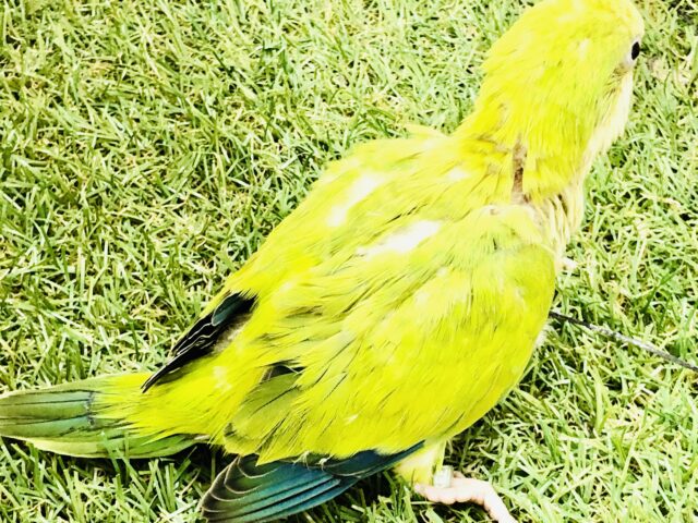 オキナインコ