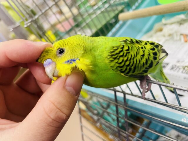 セキセイインコ