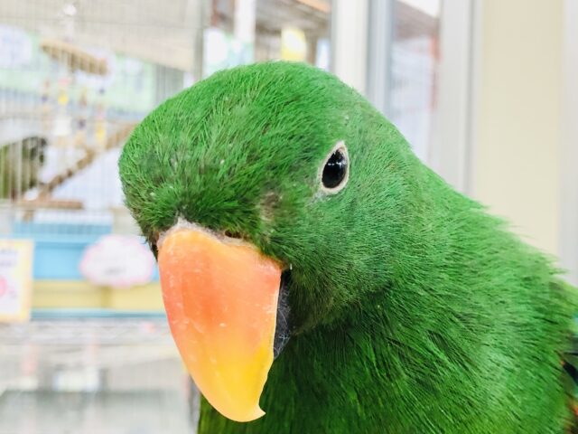 オオハナインコ