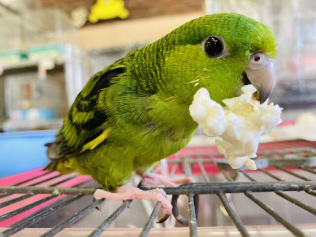 サザナミインコ