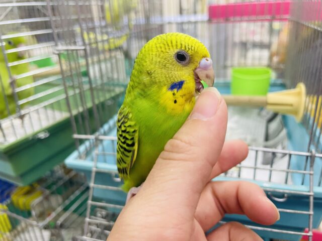 セキセイインコ