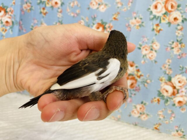 十姉妹（ジュウシマツ）