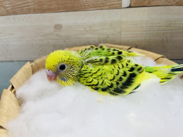 セキセイインコ