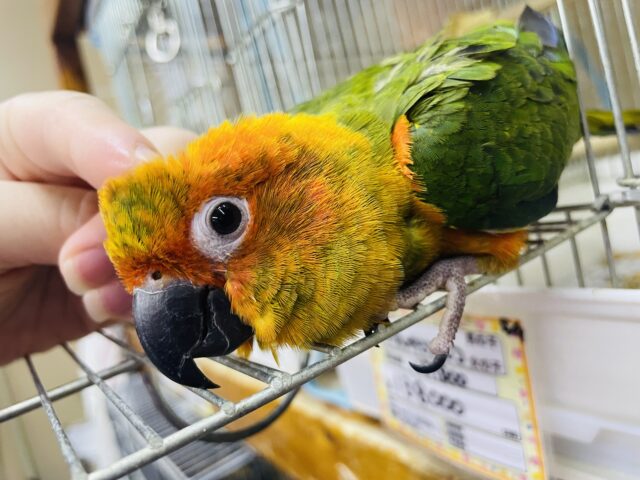コガネメキシコインコ