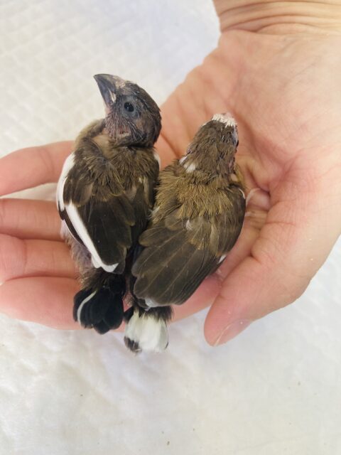 十姉妹（ジュウシマツ）