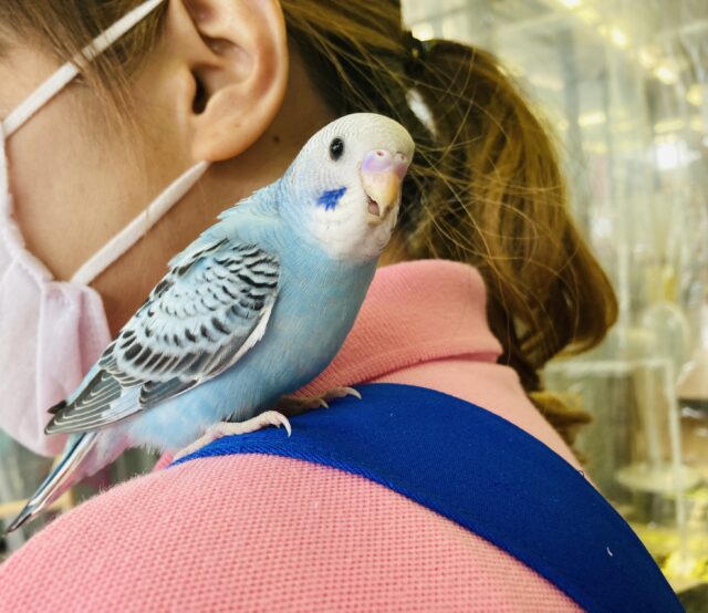 セキセイインコ