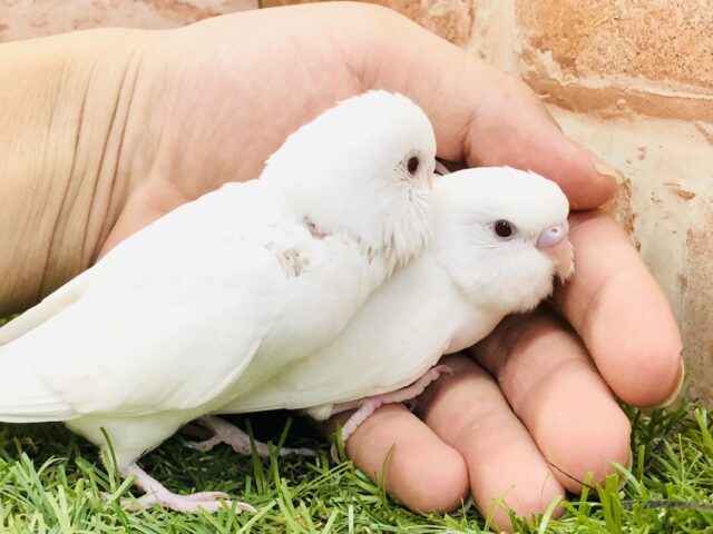 セキセイインコ