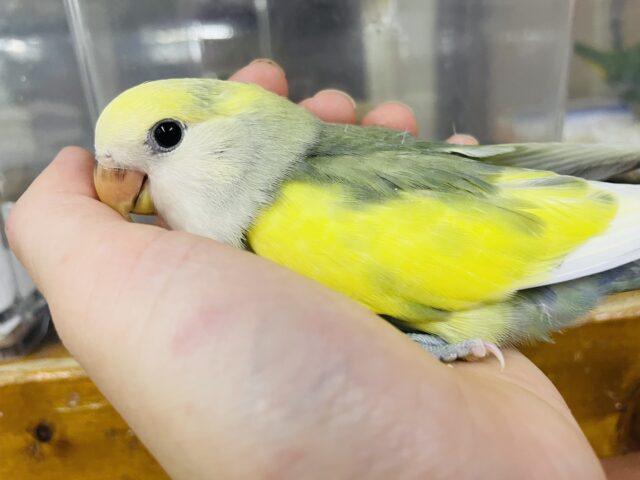 コザクラインコ（小桜インコ）