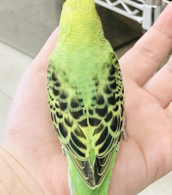 セキセイインコ