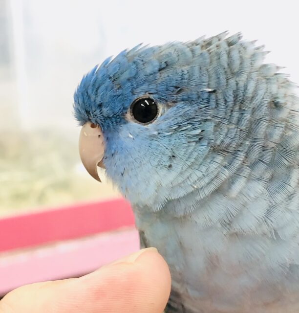 サザナミインコ