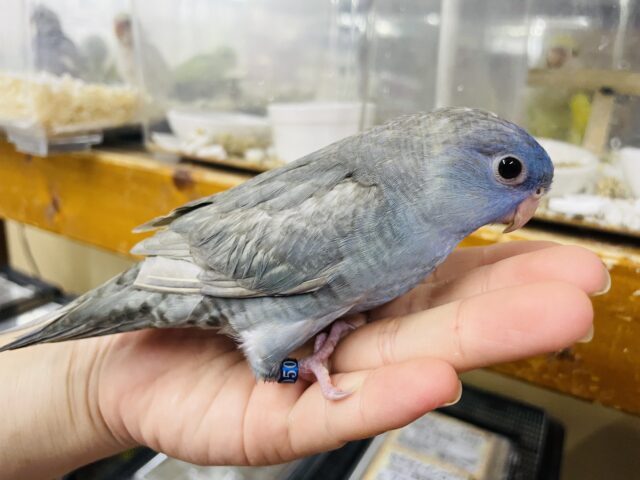 サザナミインコ