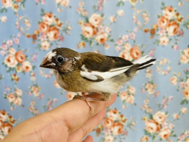 十姉妹（ジュウシマツ）