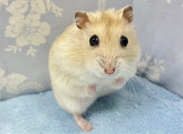 ドワーフハムスターの1種