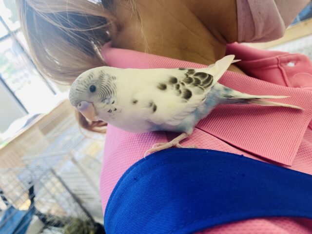 セキセイインコ