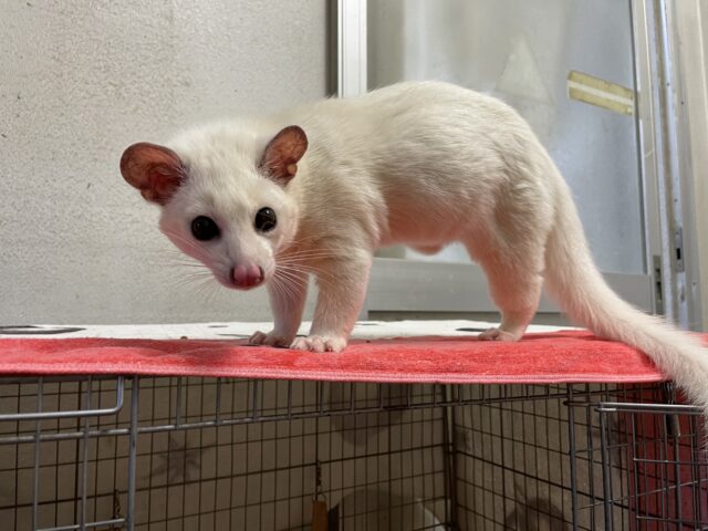 パームシベット（ジャコウネコ）