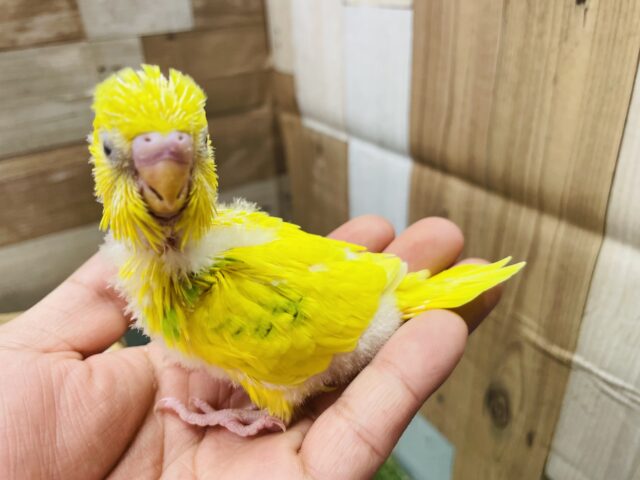 セキセイインコ
