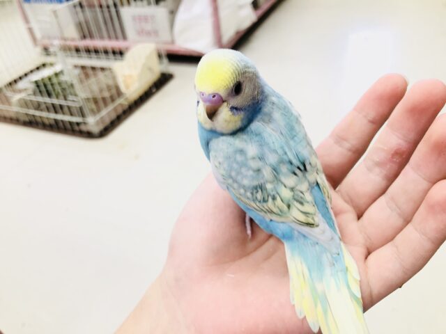 セキセイインコ