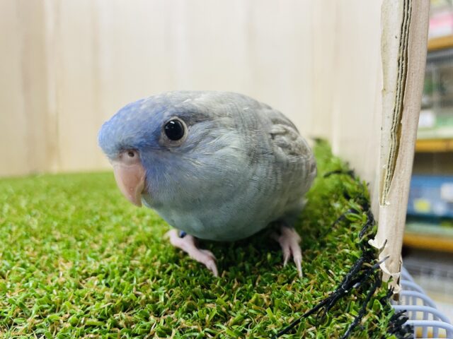 サザナミインコ