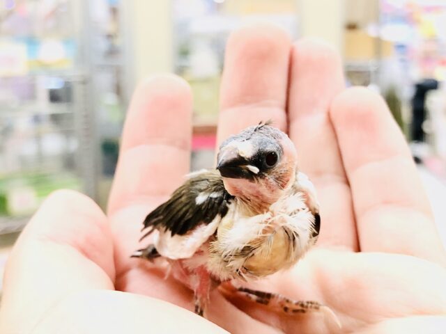 十姉妹（ジュウシマツ）