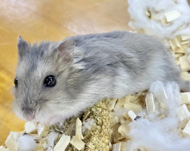 ジャンガリアン