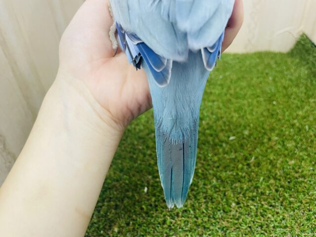 オキナインコ