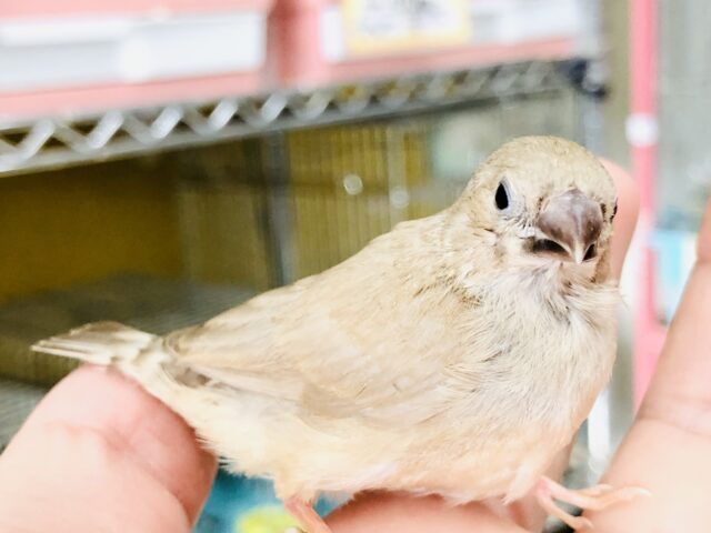 錦花鳥（キンカチョウ）