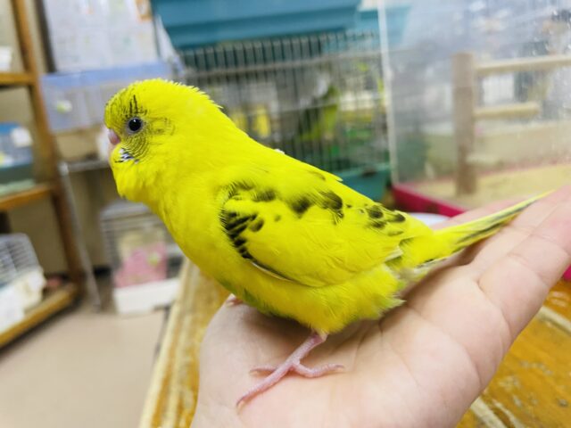 セキセイインコ