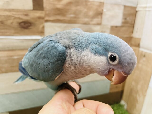 オキナインコ
