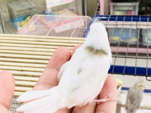 十姉妹（ジュウシマツ）