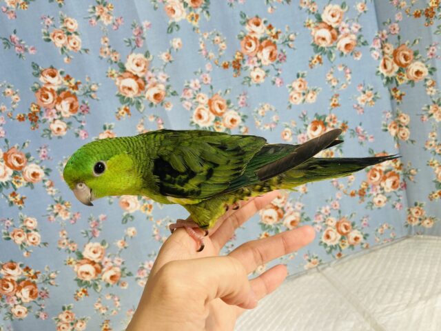 サザナミインコ