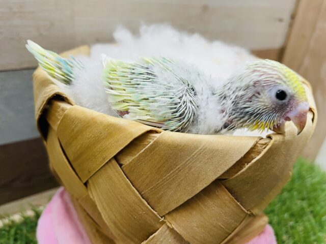セキセイインコ