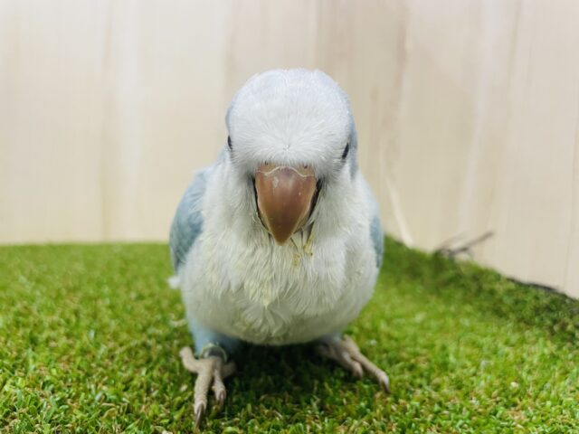 オキナインコ