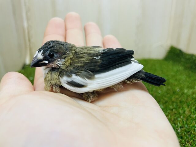 十姉妹（ジュウシマツ）