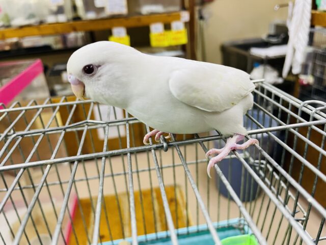 セキセイインコ