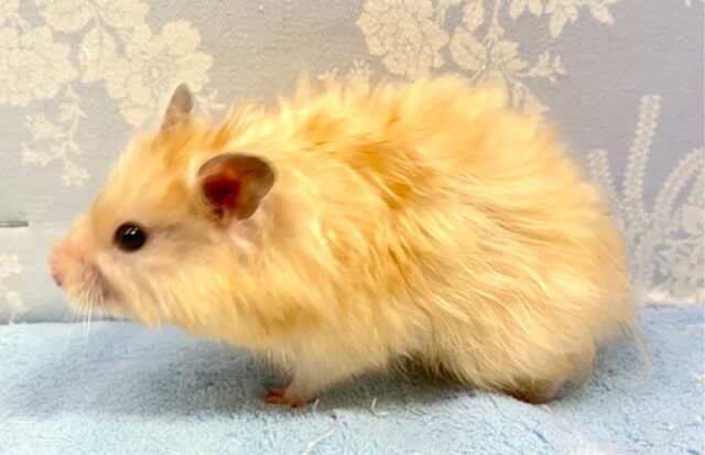 ゴールデンハムスター